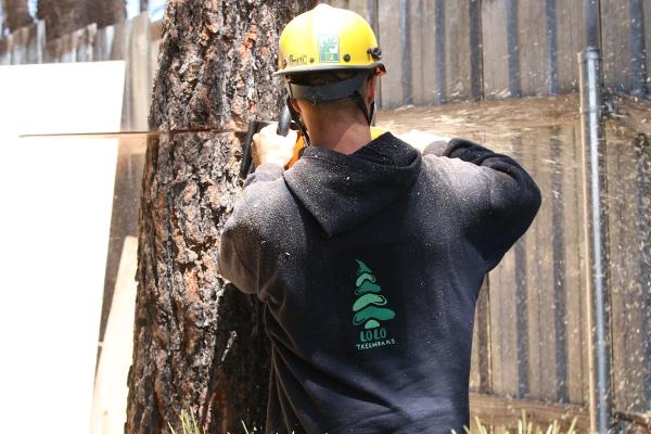 Lolo Tree Works
