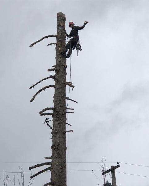 Lolo Tree Works