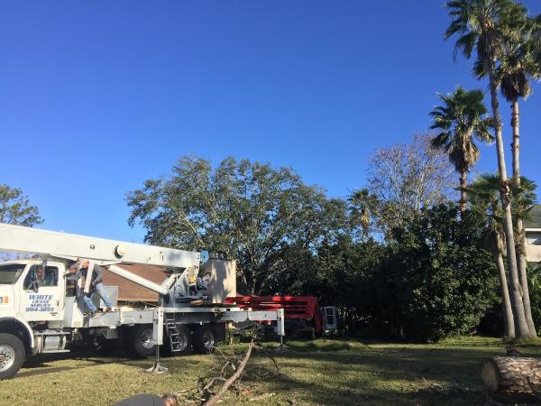 Big City Tree Service