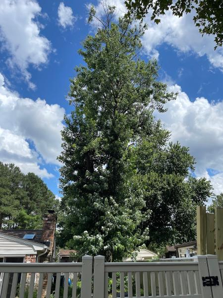 Affordable Tree Service & Firewood