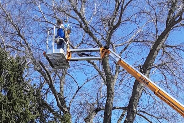Breckinridge Tree Service