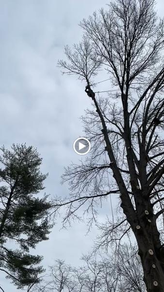 River City Tree Service