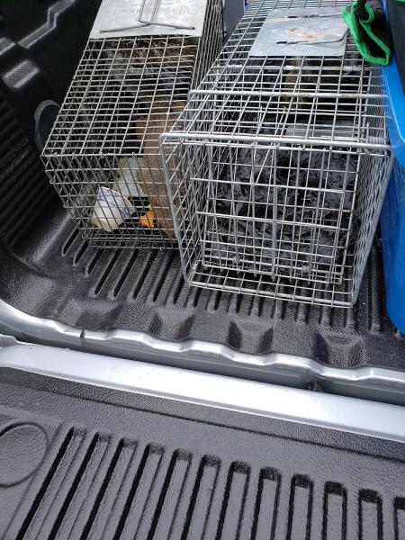Effective Pest Solutions