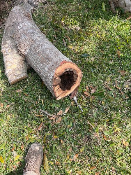 Florida Tree & Ground Maintenance Inc.