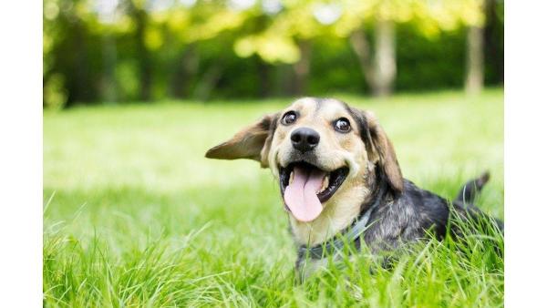 Dog Pro Underground Dog Fences