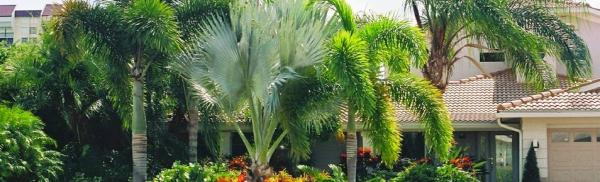 Palm Trees Direct