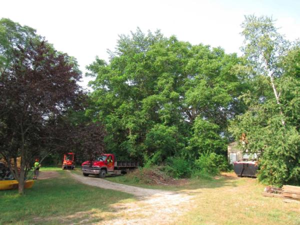 A-1 Professional Tree Service LLC