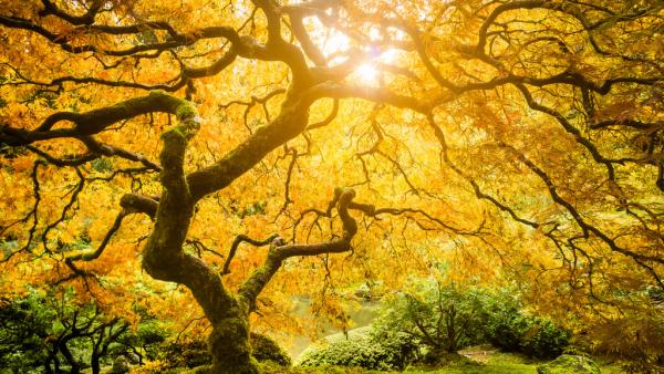 A Better Way Tree Services LLC