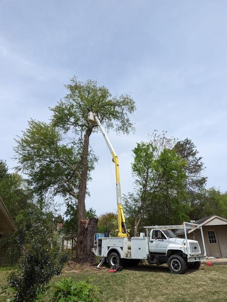 Trammell Tree Service