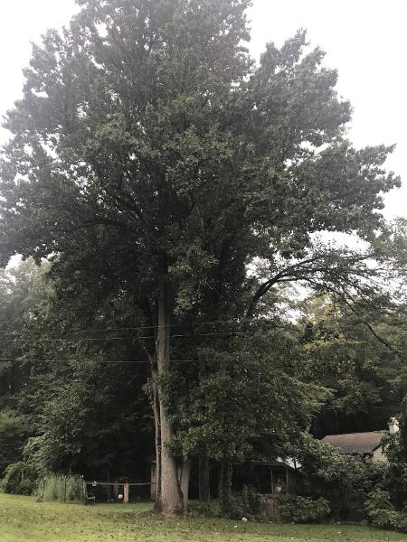 Colonial Tree Service Bristol