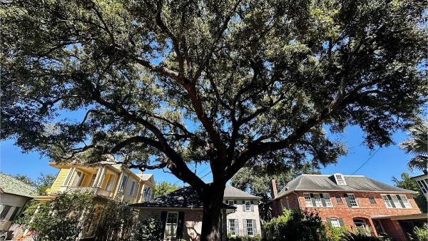 Audubon Tree Care LLC