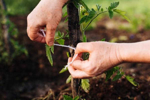 Audubon Tree Care LLC