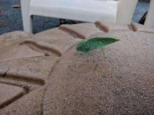 A P Landscaping