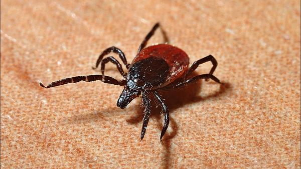 Simply Pest Solutions