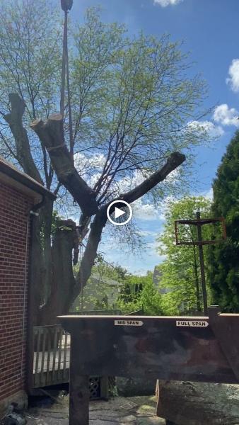 Mynor's Tree Experts