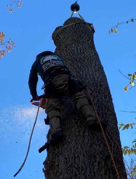 Mynor's Tree Experts