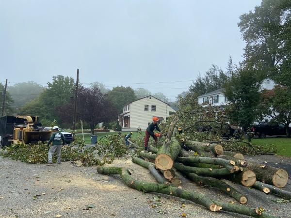 Mynor's Tree Experts