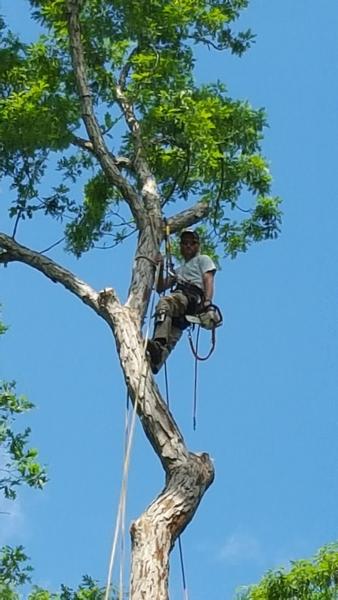 A & R Tree Service