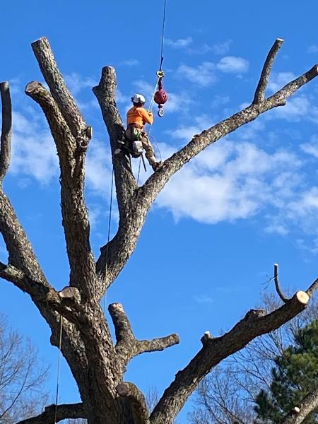 Henry's Tree Service