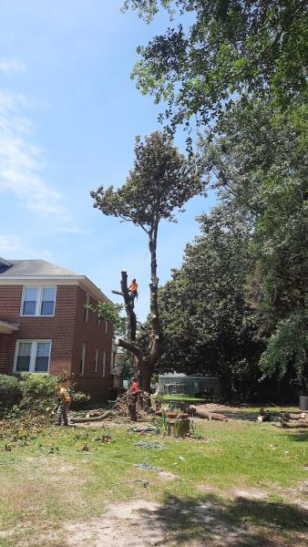 Henry's Tree Service