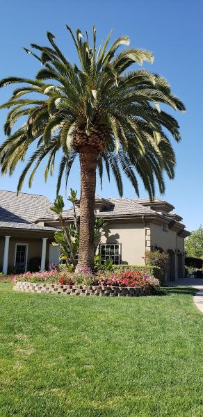 La Costa Tree Service & Maintenance Inc.