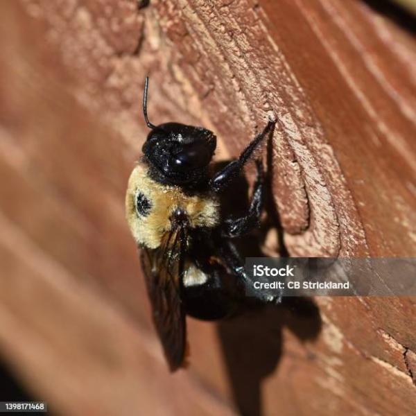 Environmina Pest Control LLC