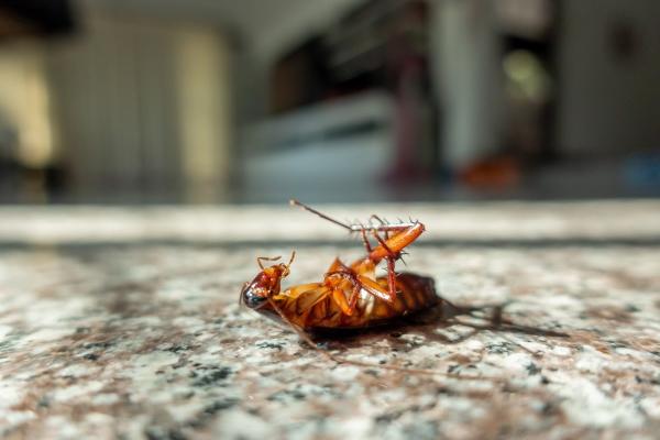 Hanner's Pest Control