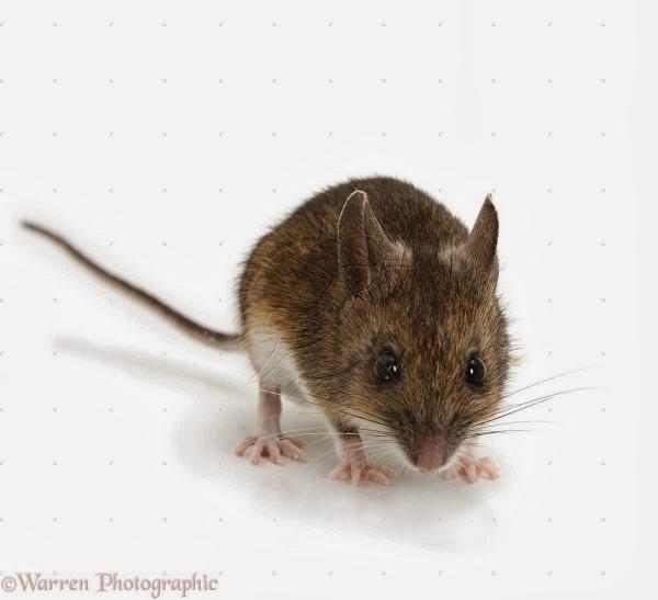 Downes Pest & Wildlife