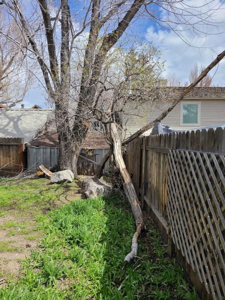 Nevada Stump Removal