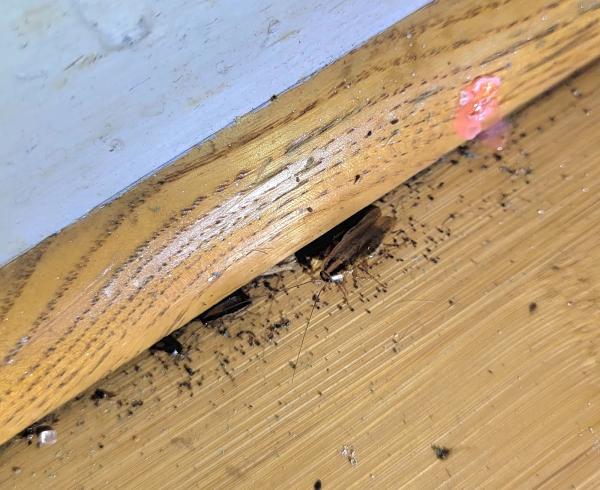 Essential Pest Control