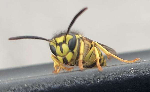 Essential Pest Control
