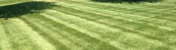 D 2 Lawn & Tree Services