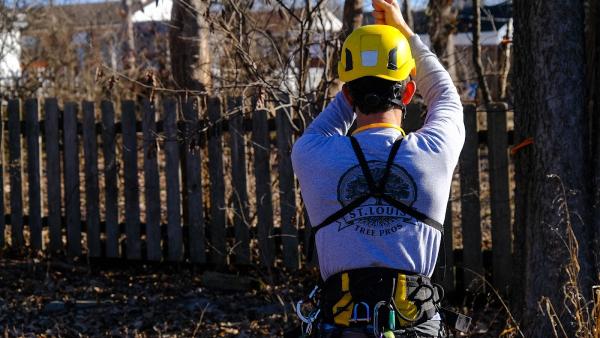Saint Louis Tree Pros
