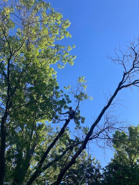 Saint Louis Tree Pros