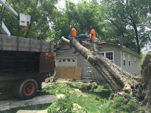 Wilson Tree Service