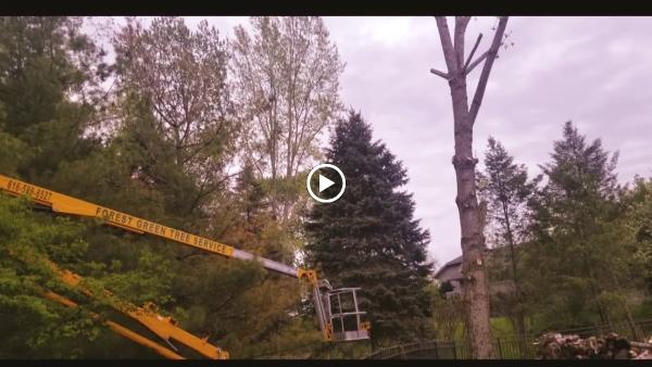 Forest Green Tree Service LLC