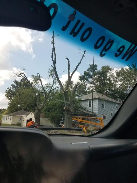 Forest Green Tree Service LLC