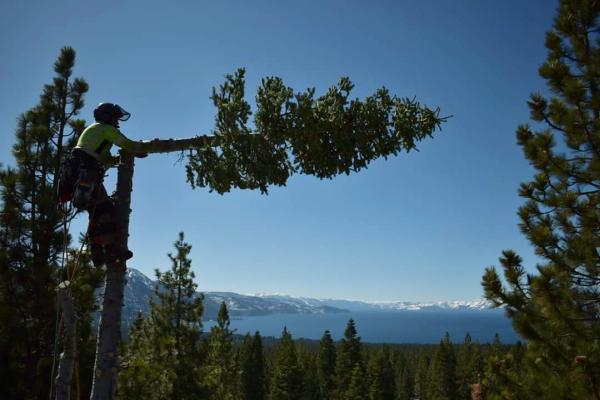 Gray Squirrel Tree Service