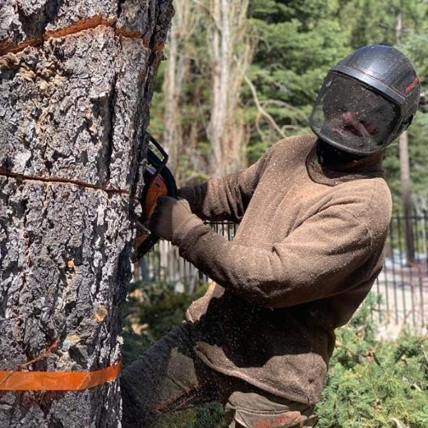 Gray Squirrel Tree Service