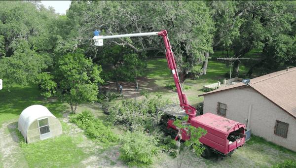 Tree Service