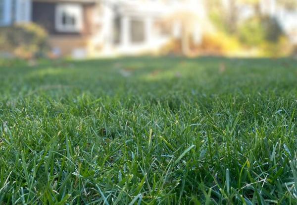 Greensward