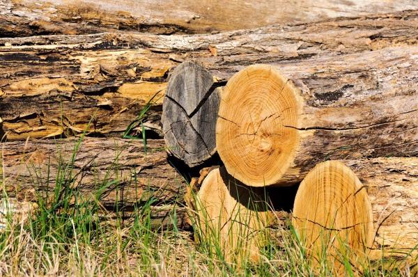 Thornton's Tree Care Professionals