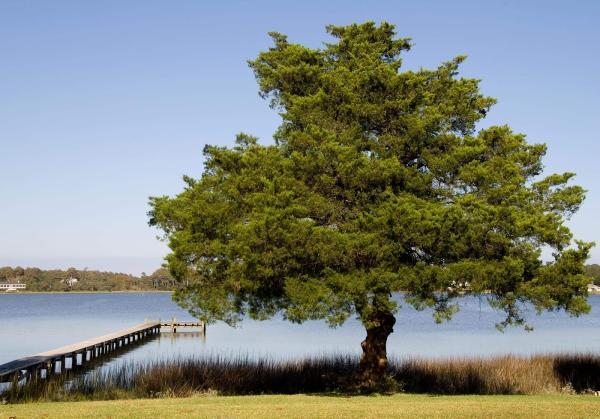 Thornton's Tree Care Professionals