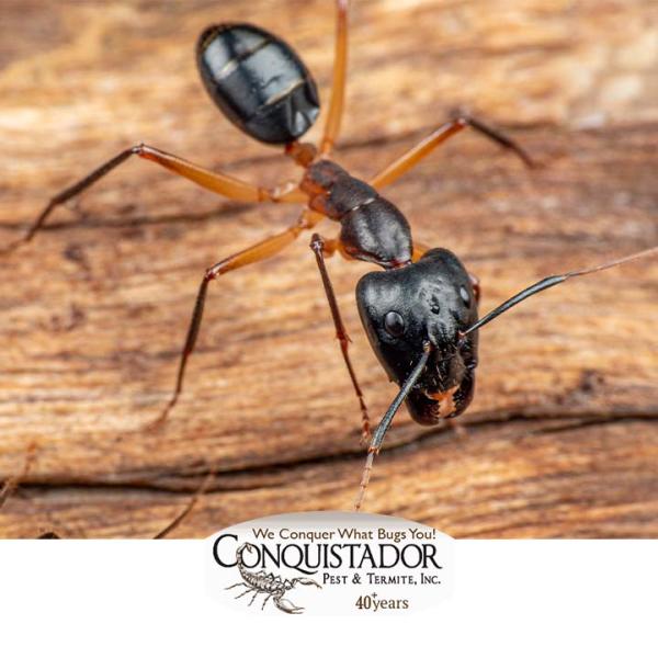 Conquistador Pest & Termite