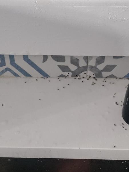 Trunorth Pest Control