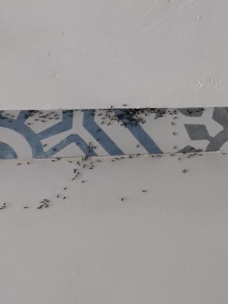 Trunorth Pest Control