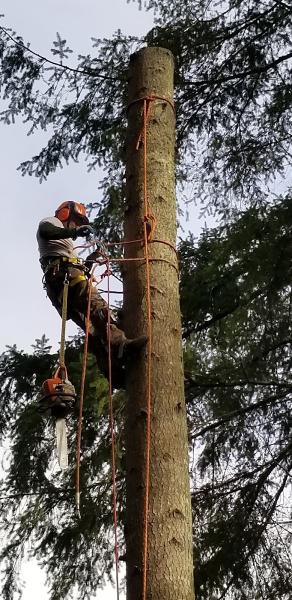 Competition Tree Service