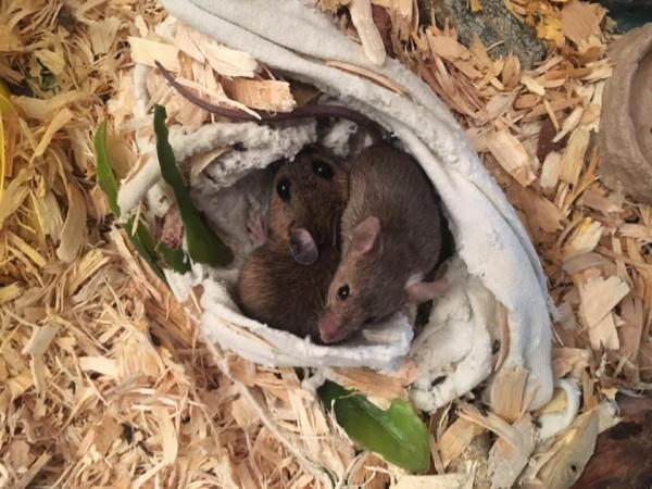 Quality Pest Solutions LLC