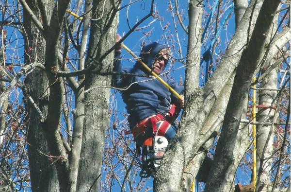 Peterman's Tree & Lawn Services