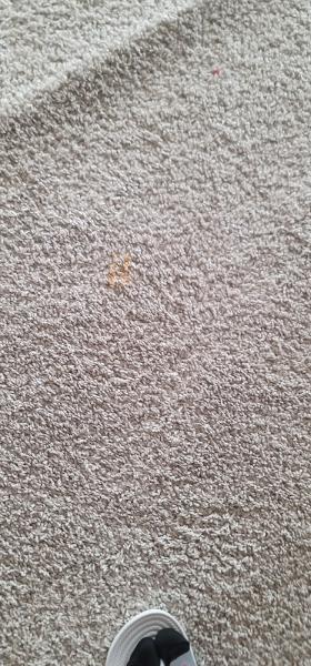Dons Carpet Cleaning